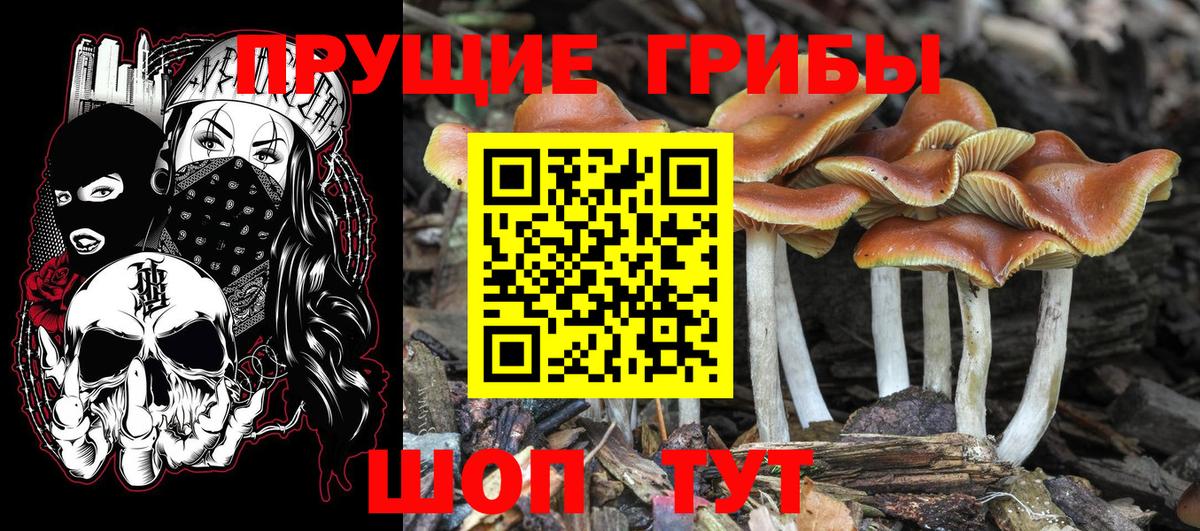 Псилоцибиновые грибы мицелий Сосновый Бор
